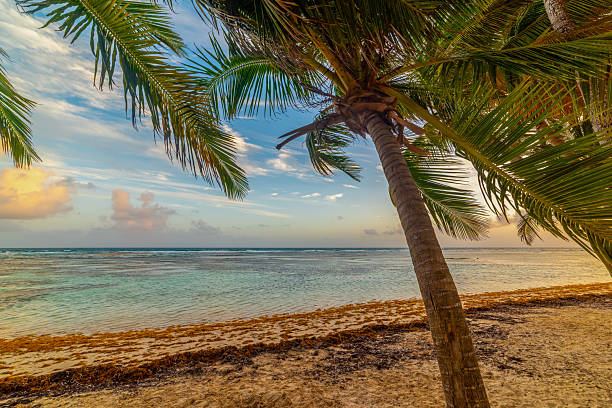Palm trees in a tropical beach at sunset. Guadeloupe, Caribbean sea