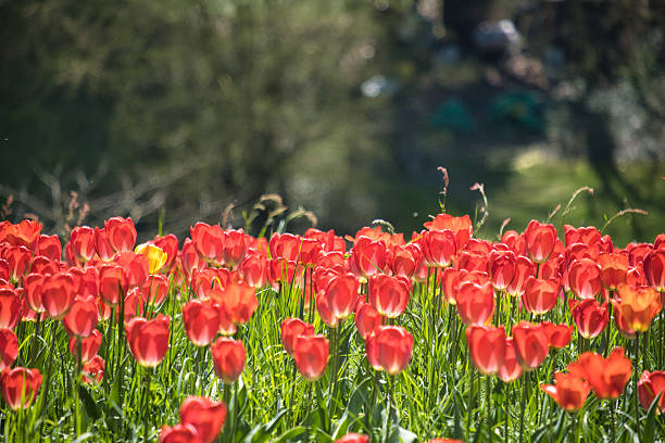 Blühende Tulpen in der Wiese