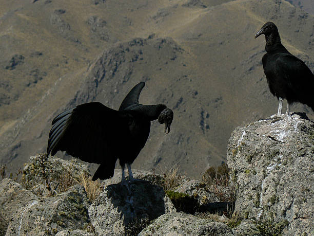 istock American Black Vulture mating ritual 2210713157