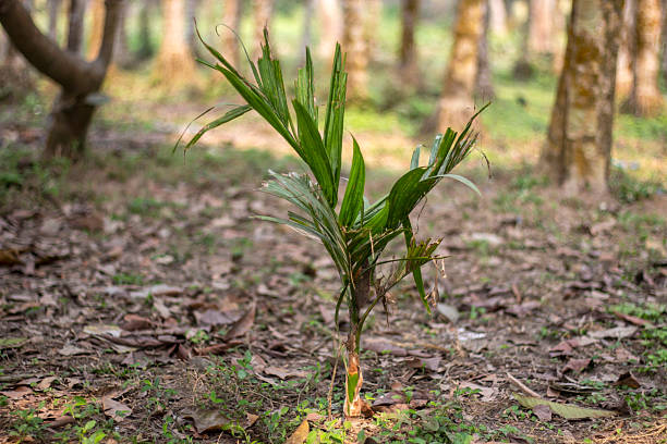 A betel nut tree and green branches in a local forest