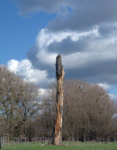 istock Valuable standing deadwood, important for insects and nesting cavities for birds in  Urdenbacher Kämpe Nature Reserve,Rhine River floodplain,old Rhine area,Düsseldorf-Urdenbach,Germany 2210715632