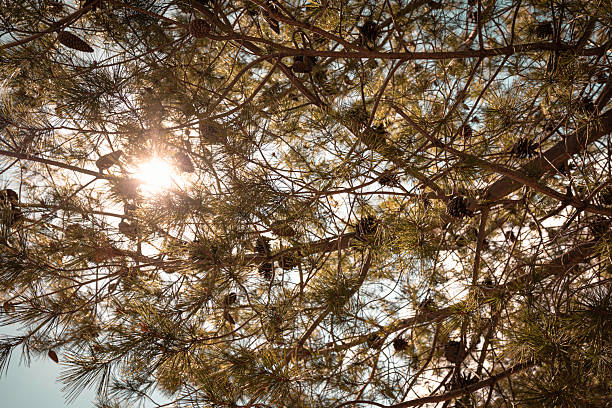 Sunlight filtering through pine tree branches and cones in the Atlas Mountains, Ourika Valley, Morocco