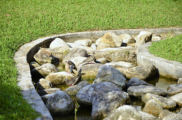 Seagulls swim in the city fountain in Istanbul