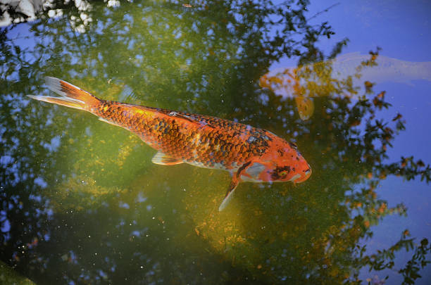 In the artificial lake of the square, some colorful carp Ogon Matsuba swimming