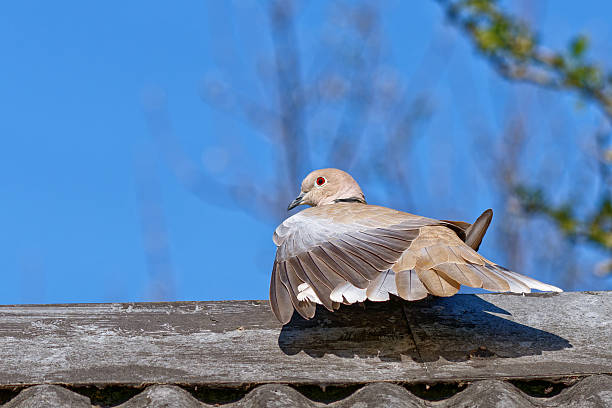 Eurasian Collared Dove Warming in the Sun on a Tiled Roof
