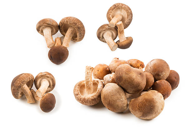 istock Shitake tasty mushroom isolated on white background. 2210720207