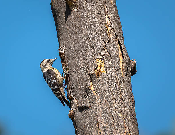 istock Grey-capped pygmy woodpecker. 2210723897