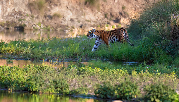 istock Royal Bengal Tiger. 2210724173