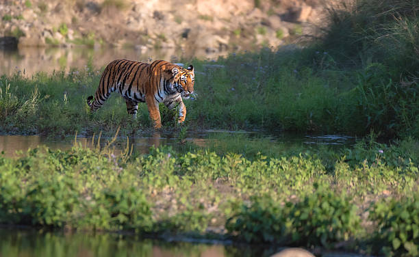 istock Royal Bengal Tiger. 2210724301