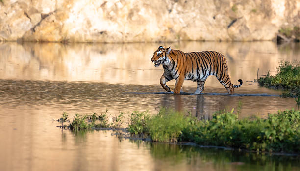 istock Royal Bengal Tiger. 2210724306