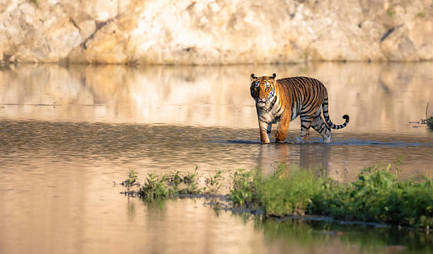 istock Royal Bengal Tiger. 2210724310