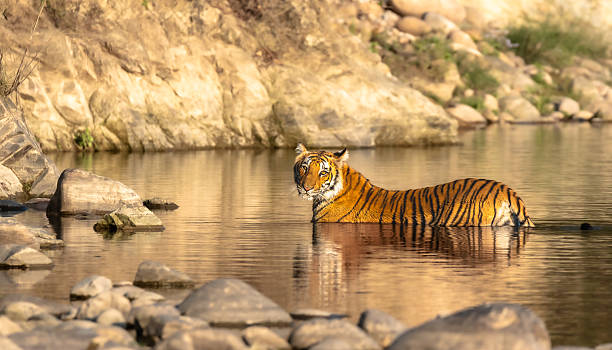 istock Royal Bengal Tiger. 2210724425