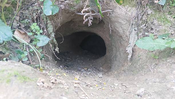 istock Badger burrow, in Brittany 2210725141