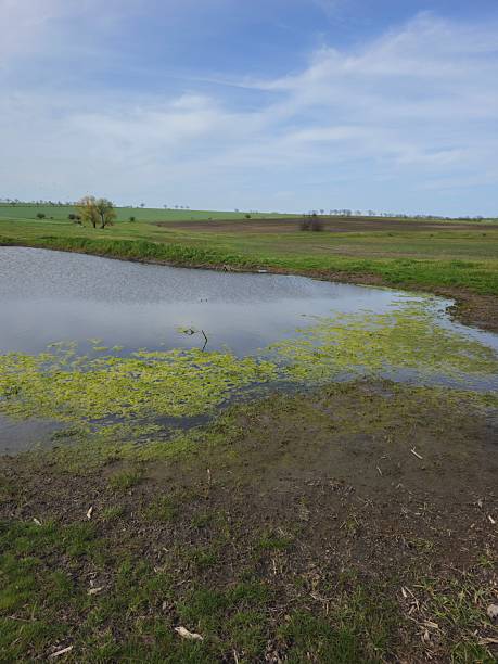 istock A pond in a field 2210726753