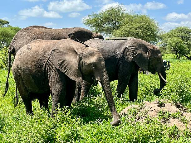 istock Tanzania - Tarangire National Park - Elephant 2210726988