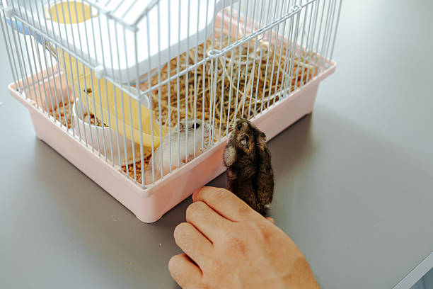 istock Rabbit explores its habitat while a hand reaches inside a cage during a sunny afternoon at home 2210726993