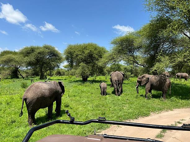 istock Tanzania - Tarangire National Park - Elephant 2210727128