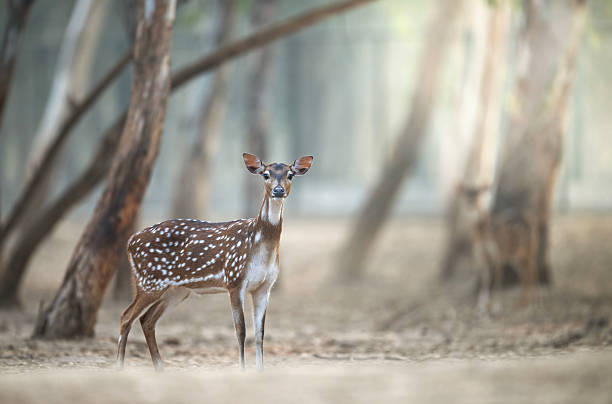 istock A beautiful spotted deer stands serenely in a forest clearing. 2210729702