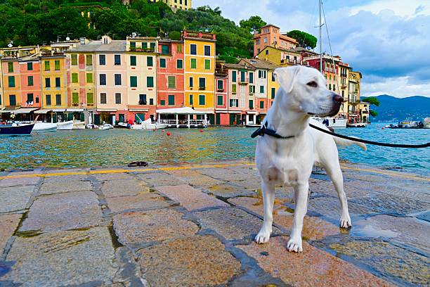 istock Labrador Retriever in Italy 2210732645