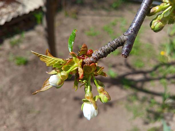 Majestic cherry blossoms. No Spring blooms. Spring storytelling. Greeting cards, postcards.