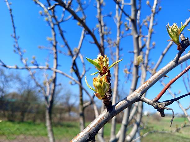 Pear tree waking up in the spring and growing leaves and buds on sky background