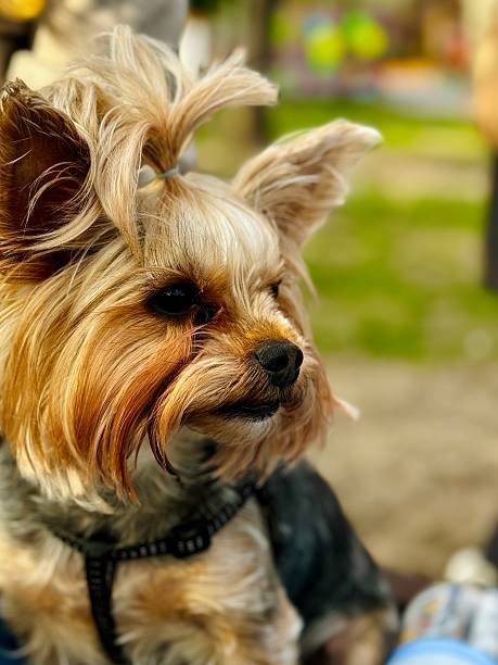 istock Yorkshire Terrier Dog Close Up 2210734535