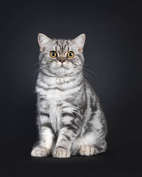 istock British Shorthair on black background 2210737512