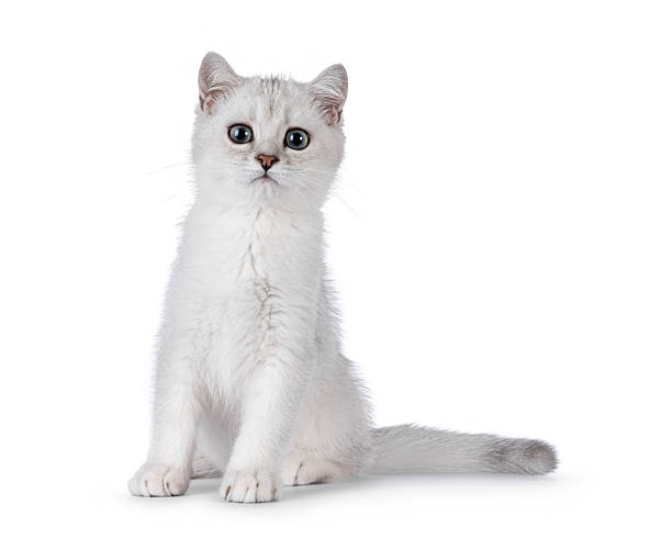 istock British Shorthair kitten on white background 2210737532