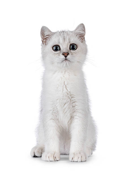 istock British Shorthair kitten on white background 2210737536