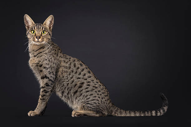 istock Savannah F5 on black background 2210737661