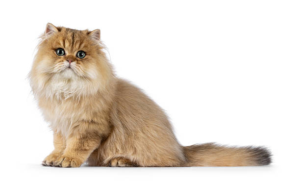 istock British Longhair kitten on white background 2210737695