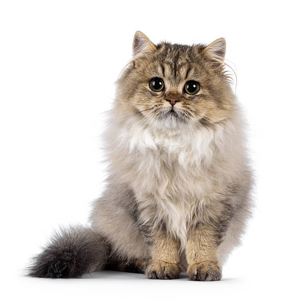 istock British Longhair cat kitten on white 2210737986