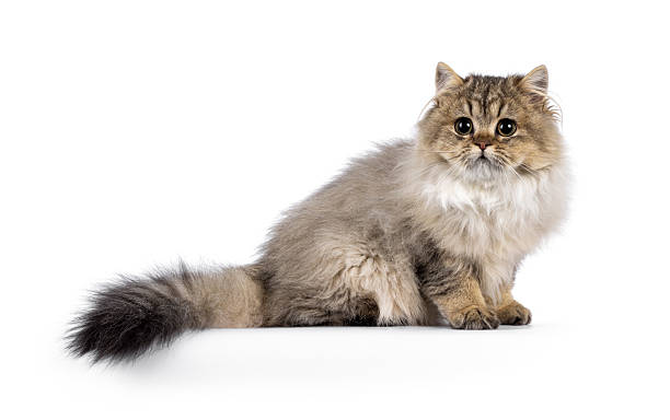 istock British Longhair cat kitten on white 2210738004
