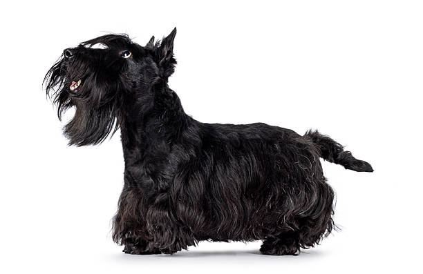 istock Scottish Terrier dog on white background 2210738045