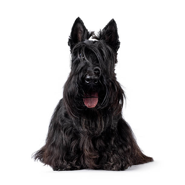 istock Scottish Terrier dog on white background 2210738081