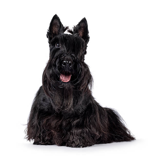 istock Scottish Terrier dog on white background 2210738089