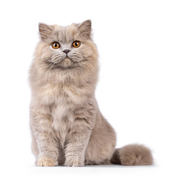 istock British Longhair cat on white background 2210738102
