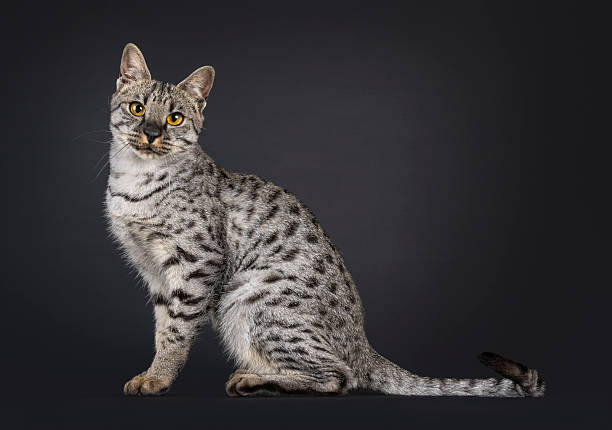 istock F4 Savannah cat on black background 2210738157