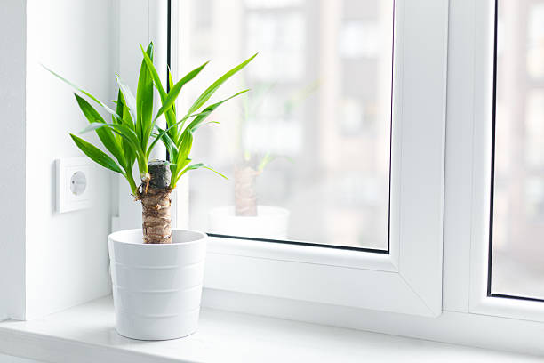 istock A potted yucca plant on a windowsill 2210743545