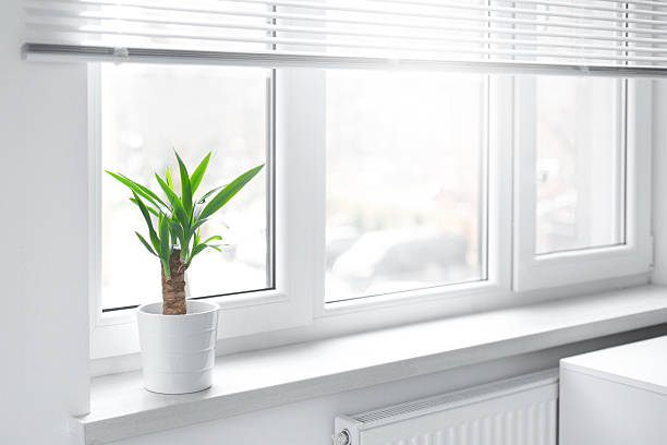 A potted yucca plant on a windowsill. The window is covered with white blinds, and the view outside on sity
