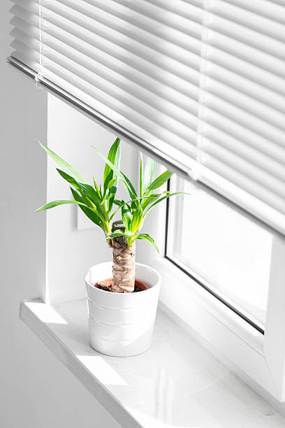 istock A potted yucca plant on a windowsill. The window is covered with white blinds, and the view outside on sity 2210743557