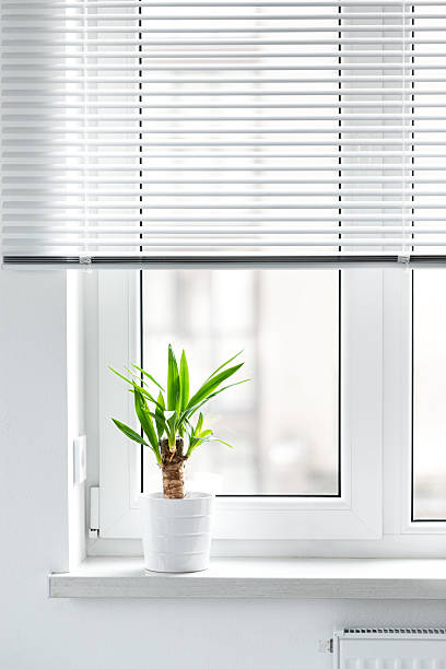 istock A potted yucca plant on a windowsill. The window is covered with white blinds, and the view outside on sity 2210743576