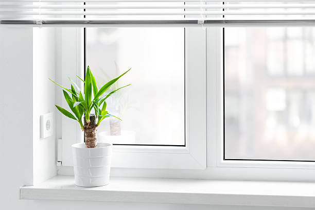istock A potted yucca plant on a windowsill. The window is covered with white blinds, and the view outside on sity 2210743588