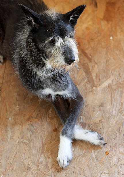 istock Furry dog on the floor 2210743637