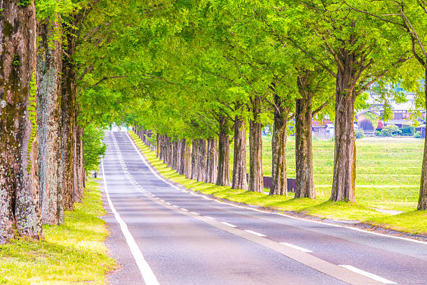 istock Metasequoia Tree Line, Shiga Prefecture 2210743880