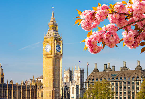 istock Big Ben tower and blooming sakura in spring, London, UK 2210744090