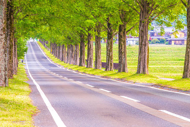 istock Metasequoia Tree Line, Shiga Prefecture 2210744768