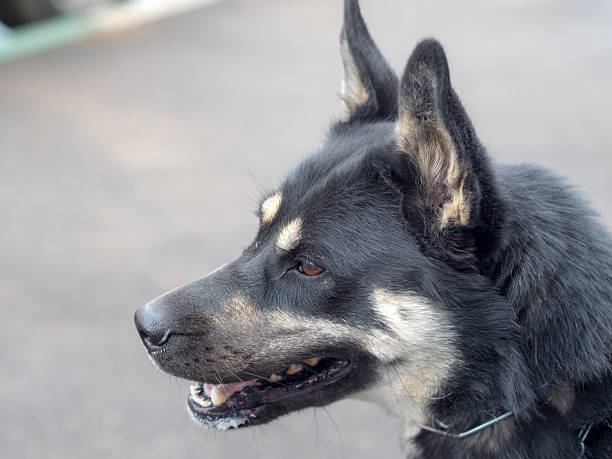 portrait of a husky dog close up