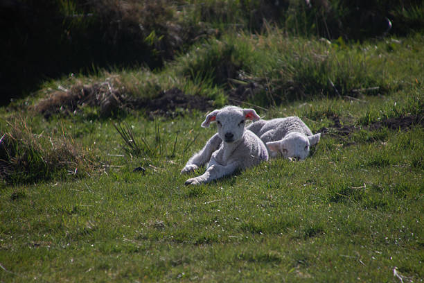 istock Two Lambs Resting on a Grassy Meadow 2210746895