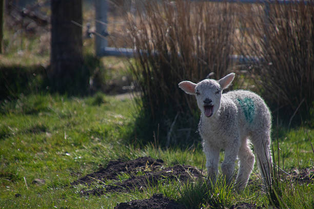 A young lamb stands in a grassy field, mouth open , bleating loudly